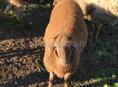🐑🐑🐏🐏