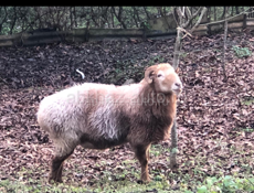 🐑🐑🐏🐏