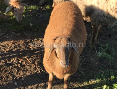 🐑🐑🐏🐏