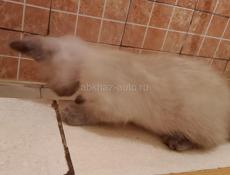 Сеамский котенок 3 месяца писать в Вацап+79407391061