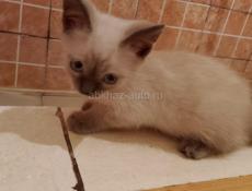 Сеамский котенок 3 месяца писать в Вацап+79407391061