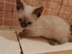 Сеамский котенок 3 месяца писать в Вацап+79407391061