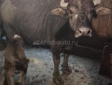 Продаётся, все вопросы по телефону +79407184782