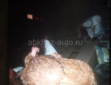 В продаже куры  голашеика 