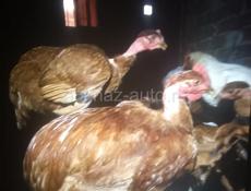 В продаже куры  голашеика 