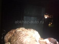 В продаже куры  голашеика 