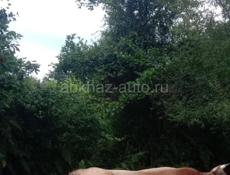 Продается бык,по всем вопросам звонить по номеру тел. 7388000