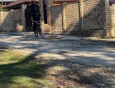 Bmx 