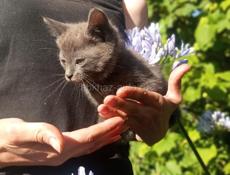 Котенок