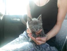 Котенок