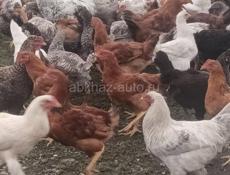 Молодые куры и петухи 