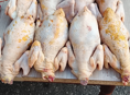 Продаются куры домашние чищеные и живые 