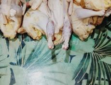 Продаются куры домашние чищеные и живые 