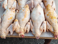 Продаются куры домашние чищеные и живые 