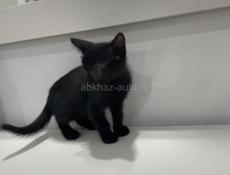 Котята в ответственные руки.(Стерилизация в подарок к 6 мес)