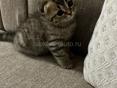 куплю вислоухого котенка