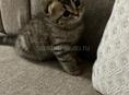куплю вислоухого котенка