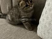 куплю вислоухого котенка