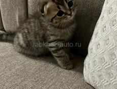 куплю вислоухого котенка