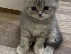 куплю вислоухого котенка