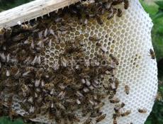 Мёд 🐝🍯
