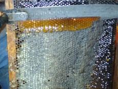 Мёд 🐝🍯