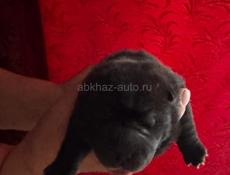 Щенки шарпея