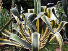 агава