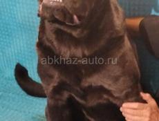 Кане-Корсо 