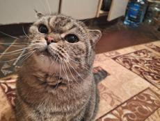 Шотландская кошка отдам в надёжные руки