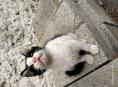 Котик ищет семью 