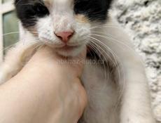 Котик ищет семью 