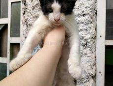 Котик ищет семью 