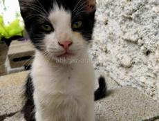 Котик ищет семью 