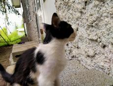 Котик ищет семью 