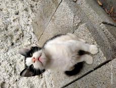 Котик ищет семью 