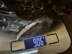 индюшата, индюшки