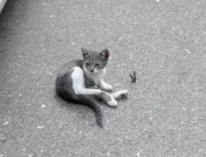 Котенок в добрые руки 