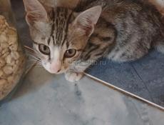 Отдам в добрые руки кошек