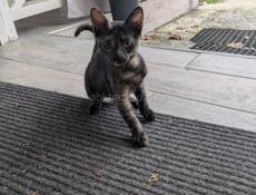Отдам шикарного котёнка 
