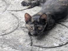 Отдам шикарного котёнка 