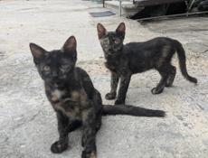 Отдам шикарного котёнка 