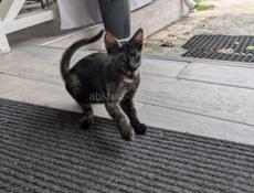 Отдам шикарного котёнка 
