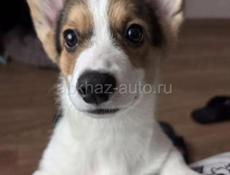 Щенки 