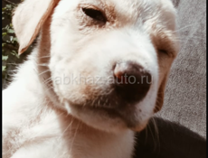 Щенки ищут дом