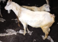 Козы 🐐 и Бычки 