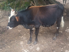 Бык 🐂 и Козы 🐐 