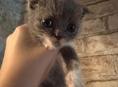 Продам котенка шотландского 