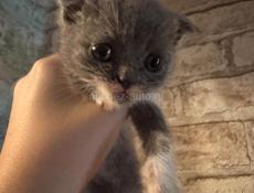 Продам котенка шотландского 