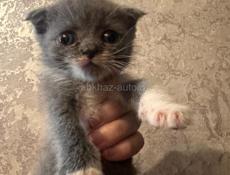 Продам котенка шотландского